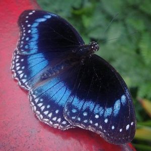 Meet your Posher, Marino